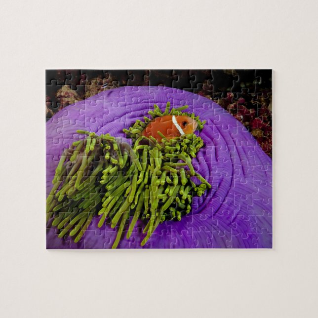 Anemonefish and large anemone jigsaw puzzle (Horizontal)