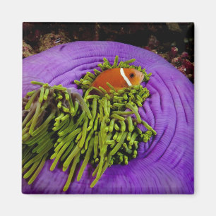 Anemonefish and large anemone magnet