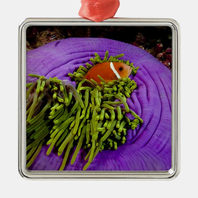 Anemonefish and large anemone metal tree decoration (Front)