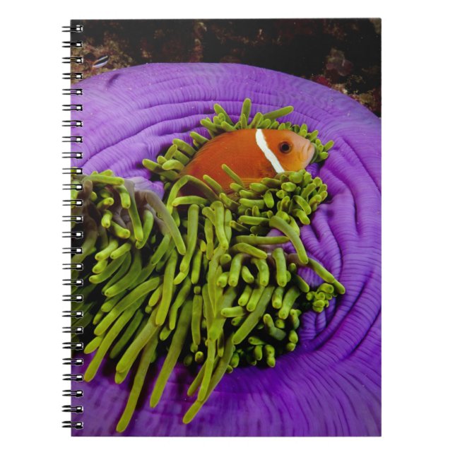 Anemonefish and large anemone notebook (Front)