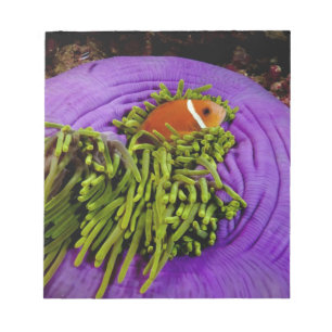 Anemonefish and large anemone notepad