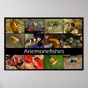 Anemonefishes / Clownfishes Poster