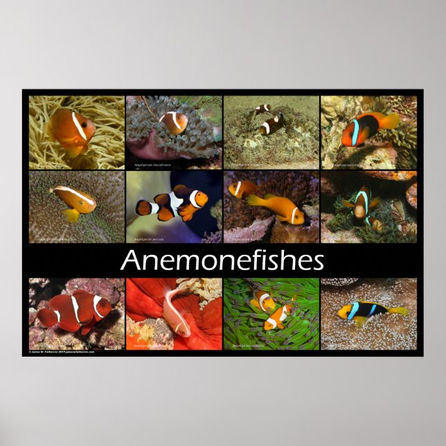 Anemonefishes / Clownfishes Poster (Front)