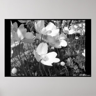 Anemones Poster