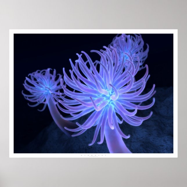 Anemones Poster (Front)