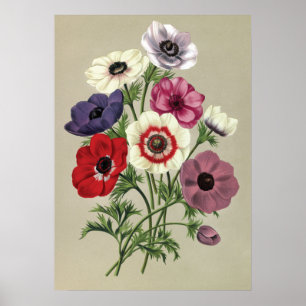 Anemones poster