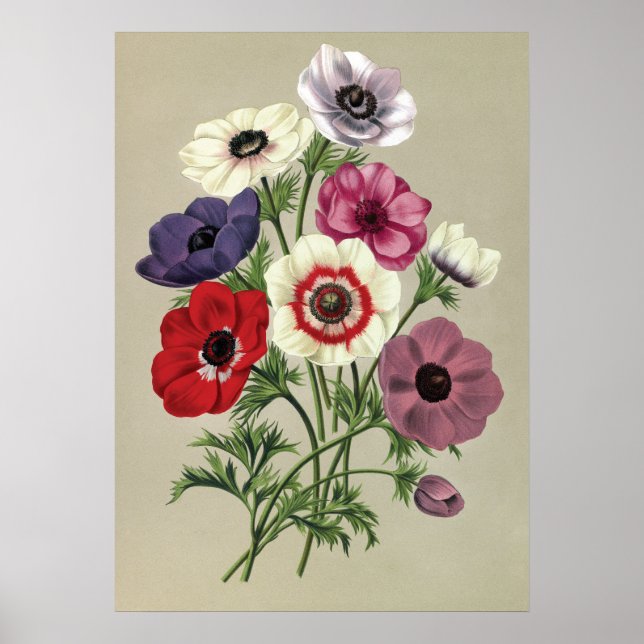 Anemones poster (Front)