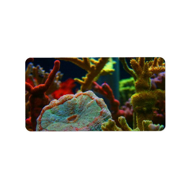anenome saltwater image coral aquarium tank label (Front)