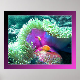 Anenome with its protectors - Palau Poster