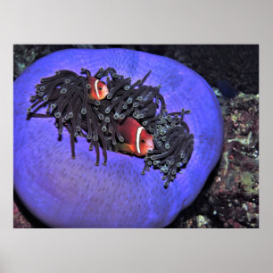 Anenomefish in Anenome Poster