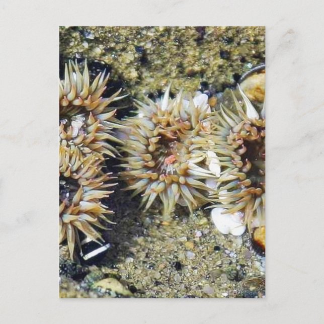 Anenomes Tidepools Sand Postcard (Front)