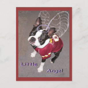 Angel Boston Terrior Postcard