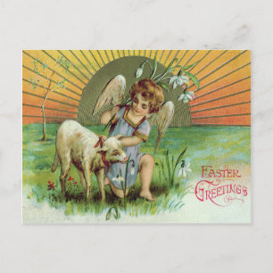 Angel Cherub Sun Lamb Sheep Postcard