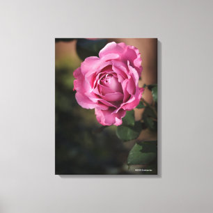 Angel Face Rose Canvas Print