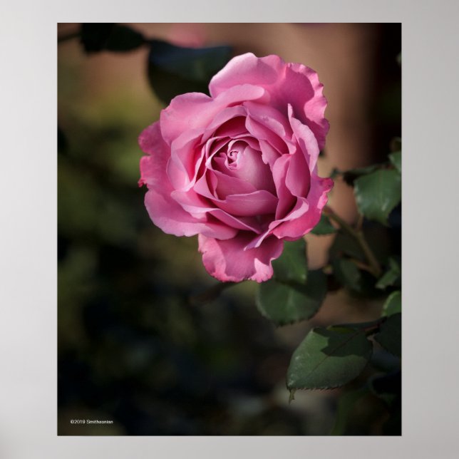 Angel Face Rose Poster (Front)