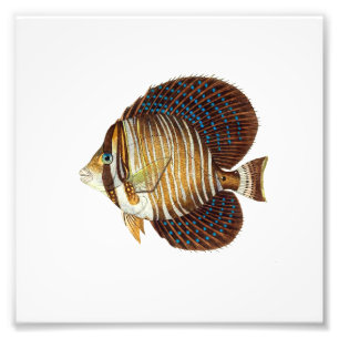 Angel Fish Beach Nautical Ocean Bathroom Photo Print