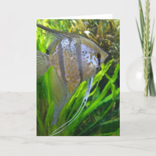 Angel Fish Card