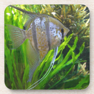 Angel Fish Coaster