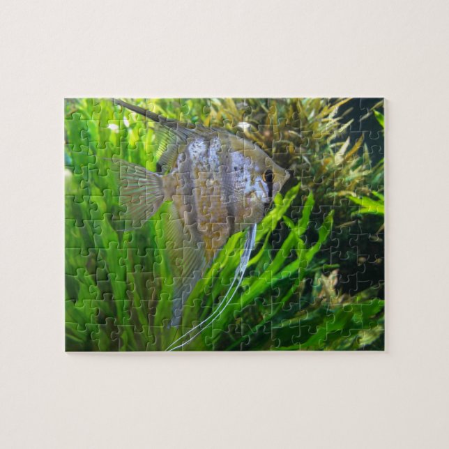 Angel FIsh Jigsaw Puzzle (Horizontal)
