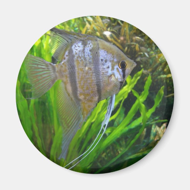 Angel Fish Magnet (Front)