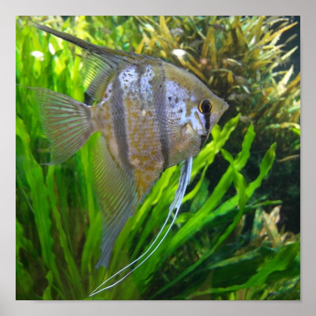 Angel Fish Poster (Front)