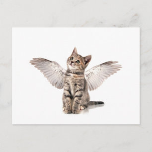 angel kitty postcard