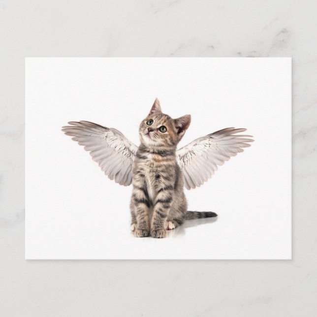 angel kitty postcard (Front)
