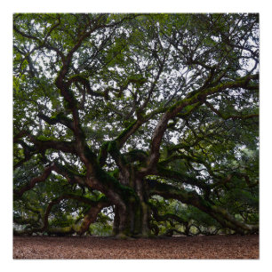 Angel Oak in South Carolina Poster