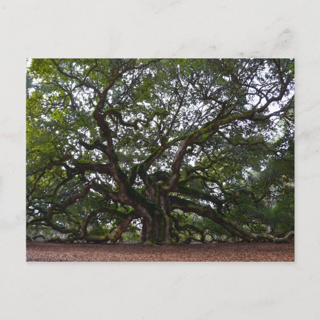 Angel Oak, John's Island, South Carolina Postcard (Front)