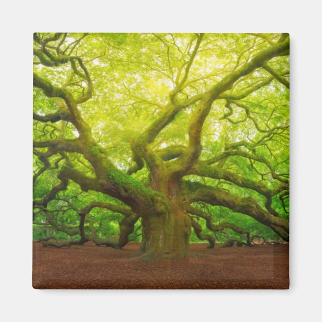 Angel Oak Magnet (Front)