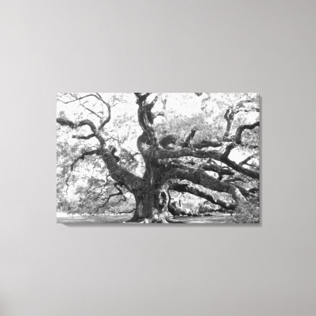 Angel Oak on canvas Print (Front)