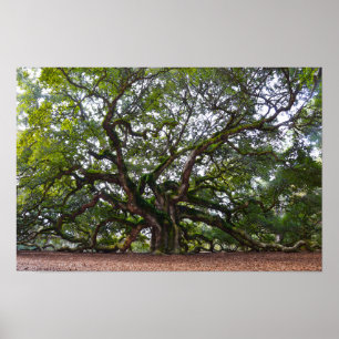 Angel Oak on Johns Island, South Carolina Poster