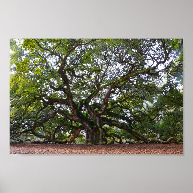 Angel Oak on Johns Island, South Carolina Poster (Front)