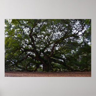 Angel Oak on John's Island, South Carolina Poster