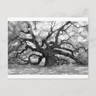 Angel Oak Postcard