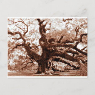 Angel Oak Postcard