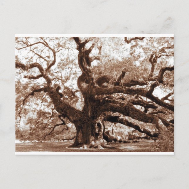 Angel Oak Postcard (Front)