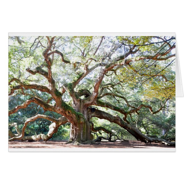 Angel Oak Tree Gifts (Front Horizontal)