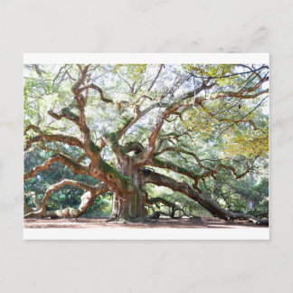 Angel Oak Tree Gifts Postcard