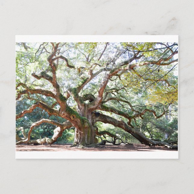 Angel Oak Tree Gifts Postcard (Front)