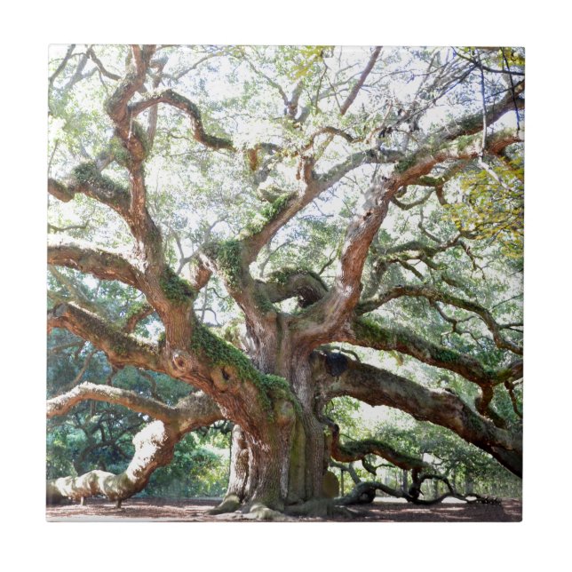 Angel Oak Tree Gifts Tile (Front)