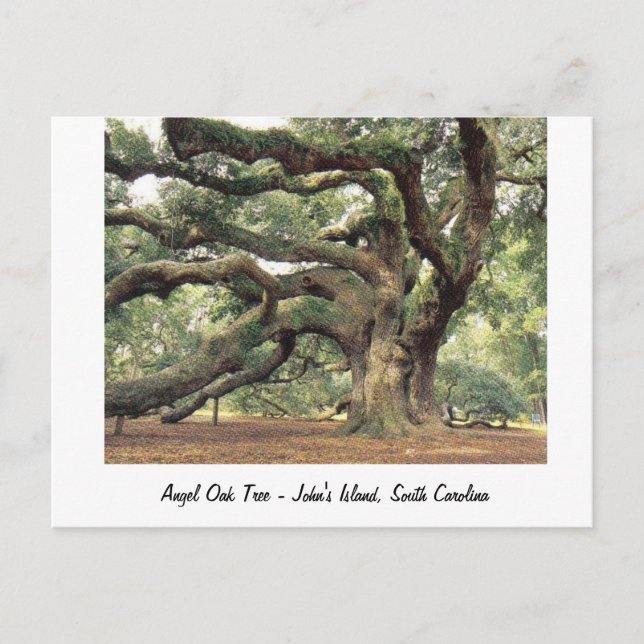 Angel Oak Tree near Charleston, SC Postcard (Front)