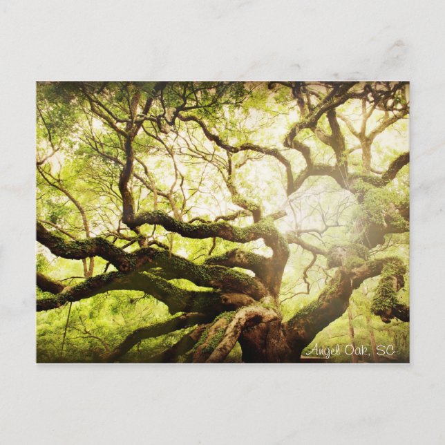 Angel Oak Tree Postcard (Front)