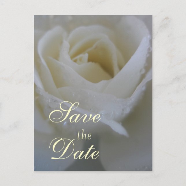 Angel Rose Wedding Announcement Postcard (Front)