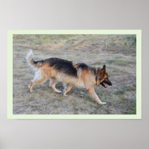 Angel the Alsatian dog Poster