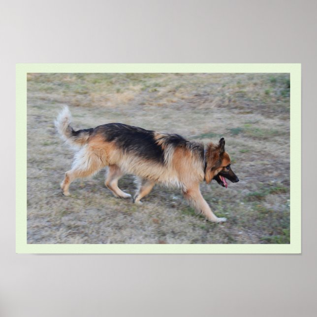 Angel the Alsatian dog Poster (Front)