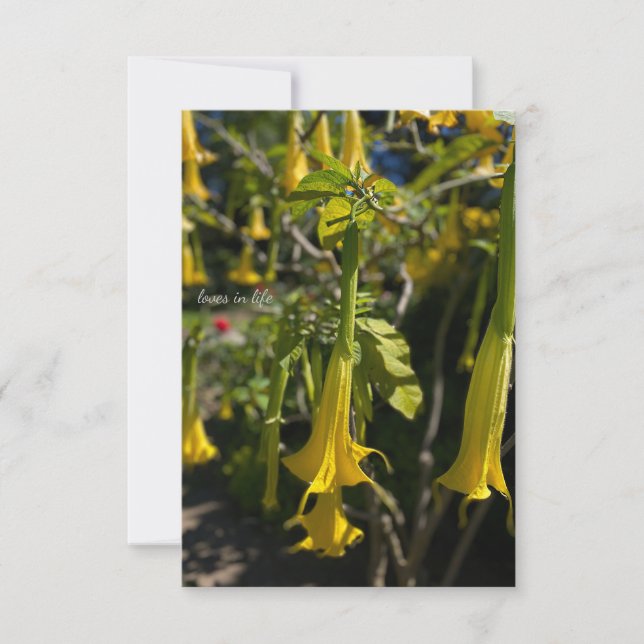 Angel Trumpet Card (Front)