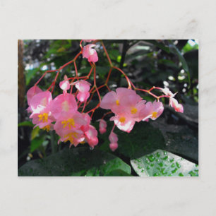 Angel Wing Begonias Postcard