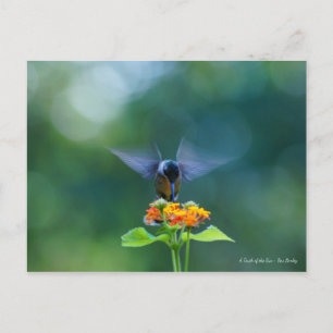 Angel Wings Postcard