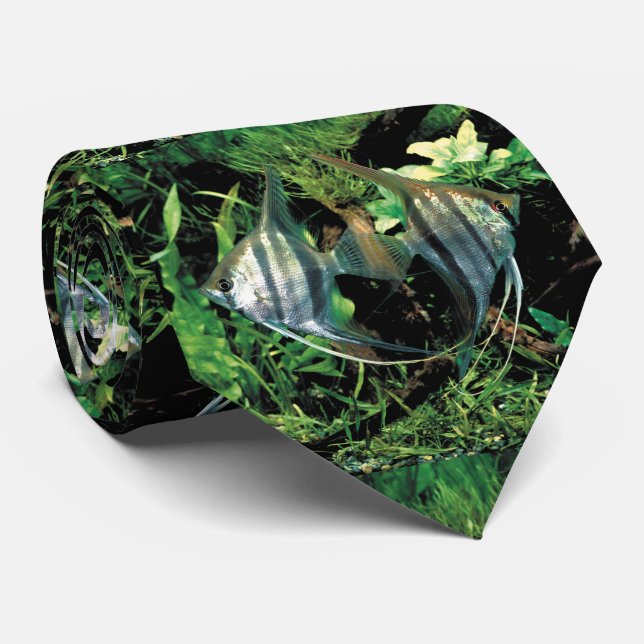 angelfish 2 tie (Rolled)